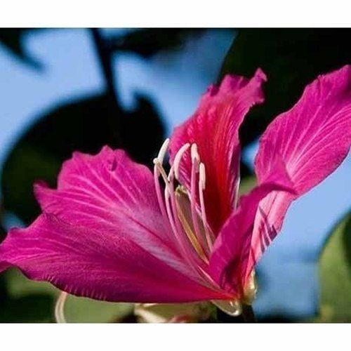 Natural Ayurvedic Properties Filled With Very Attractive Flower Giver Garden Kachnaar Plant