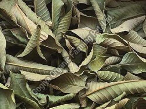 Natural Dry Guava Leaves Grade: A