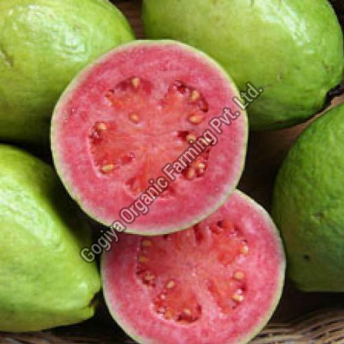 Natural Fresh Allahabadi Guava