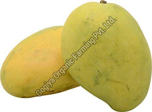 Natural Fresh Dasheri Mango