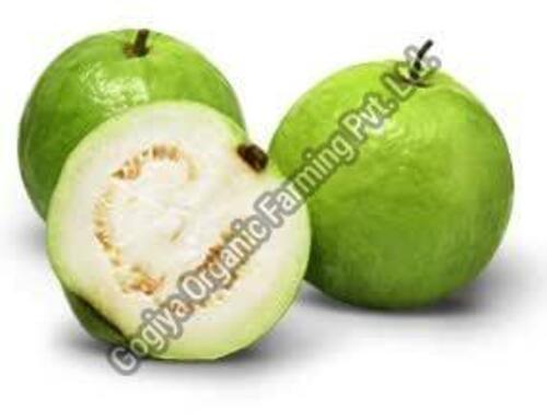 Natural Fresh Green Guava