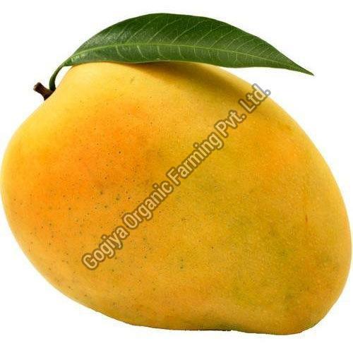 Natural Fresh Kesar Mango