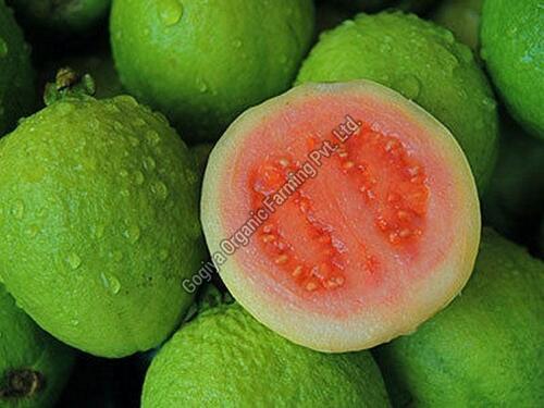 Natural Fresh Sweet Guava