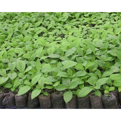 With Anti Inflammatory Properties In Leaves Garden Green Little Sagwan Plant