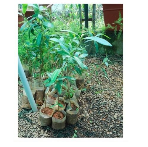 Green Anti Hypertensive Property Filled With Other Healthy Properties Natural Arjuna Tree Cum Plant