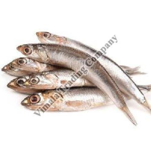Frozen Anchovy Fish for Cooking