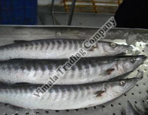 Frozen Barracuda Fish for Cooking