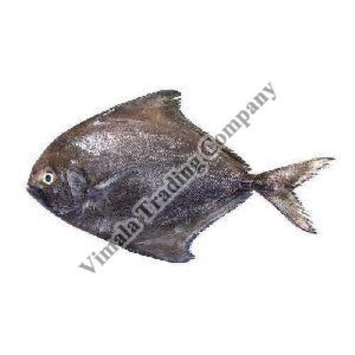 Seafood Frozen Black Pomfret Fish For Cooking