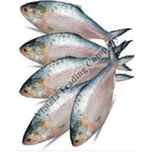 Seafood Frozen Hilsa Fish For Cooking