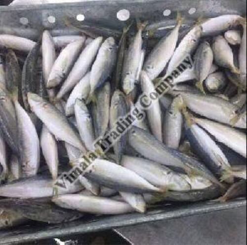 Seafood Frozen Horse Mackerel Fish For Cooking