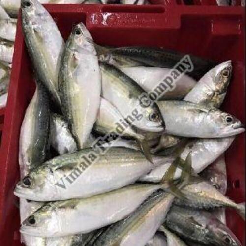  खाना पकाने के लिए फ्रोजन इंडियन मैकेरल मछली