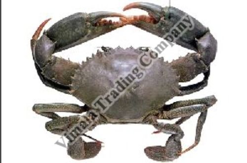 Frozen Mud Crabs for Cooking