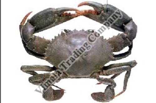 Seafood Frozen Mud Crabs For Cooking