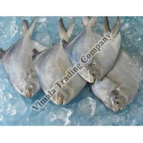 Frozen Pomfret Fish for Cooking