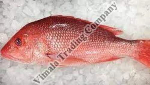 Frozen Red Snapper Fish for Cooking