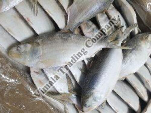 Frozen Shad Fish for Cooking
