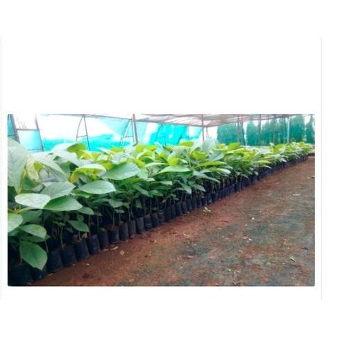 Garden Green Little Sagwan Plant With Anti Inflammatory Properties In Leaves Shelf Life: 20 To 25 Years