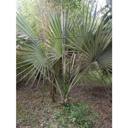 Green Healthy Cultivation And Naturally Grown Easy To Maintain Travellers Palm Plant