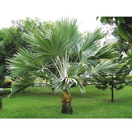 Naturally Cultivated With Dense Leaves Garden Decorative Bismarckia Palm Tree