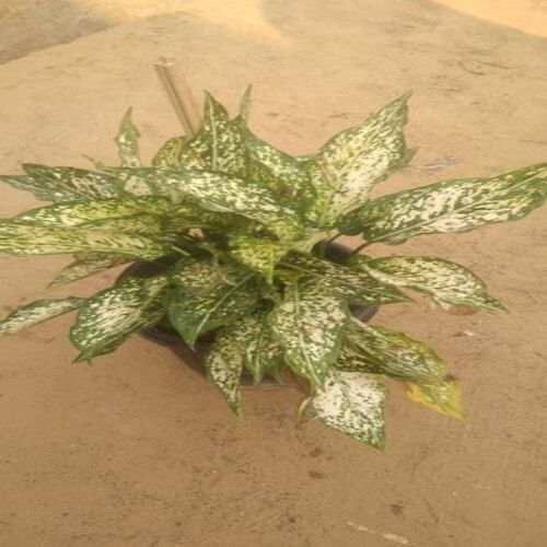 Green Small And Attractive With Wide Leaves Garden Decorative Aglaonema Snow White 8" Plant