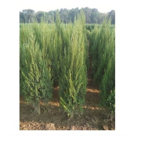 Very Attractive Looking With Natural Beauty Decorative Juniperus Outdoor Green Plant