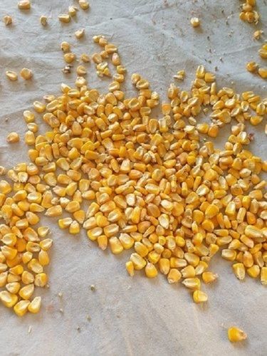 Premium Quality Yellow Maize, Quality Tested, Highly Pure, Easily Digested, Natural Color