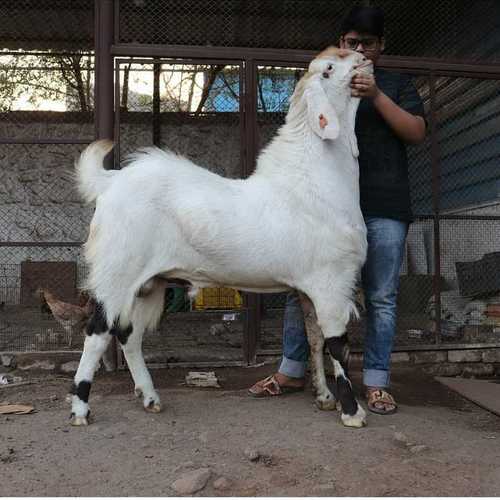  सोजत बकरी सफेद नर और महिला लिंग: दोनों