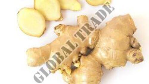 Natural Fresh Brown Ginger for Cooking