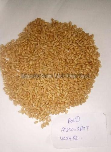 Sharbati Tukdi Wheat For Cooking