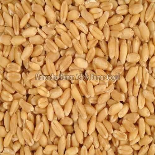 Brown Sharbati Wheat Seeds For Cooking