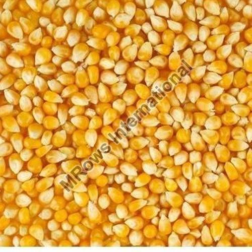 Fat 1.35g Potassium 270mg Natural Healthy Dried Organic Yellow Maize Seeds