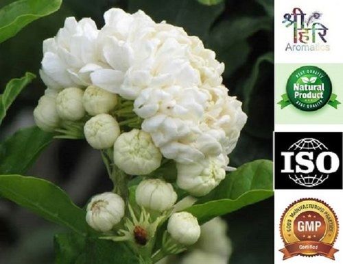 Jasmine Essential Oil For Cosmetic Uses, 100% Pure And Natural, Finest Quality