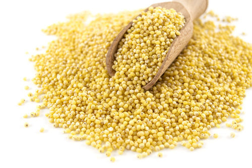 Common Premium Quality Green Millet