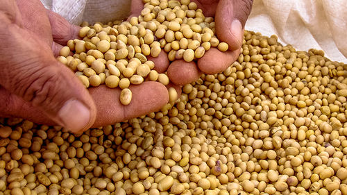 Premium Quality Soybean Seed