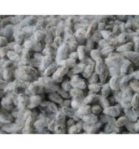 Superior Grade Cotton Seed for Oil Production