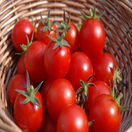 Round & Oval Natural Taste Mild Flavor Healthy Red Fresh Tomato