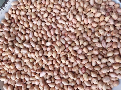Admixture 1% Oil Content 42% - 48% Natural Fine Taste Healthy Dried Java Peanuts