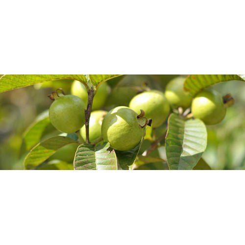 Allahabadi Safeda Organic Guava Plants, Free From Plant Diseases, Premium Quality 