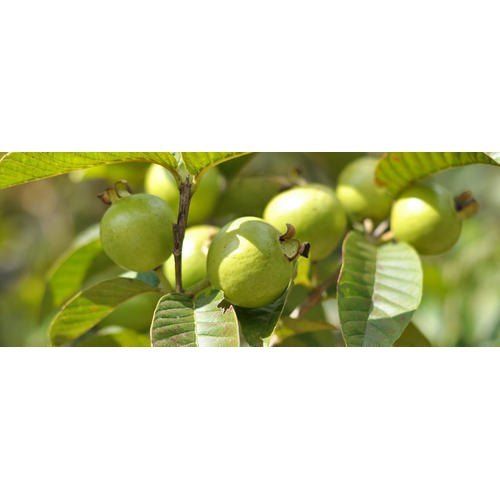 Green Allahabadi Safeda Organic Guava Plants, Free From Plant Diseases, Premium Quality 