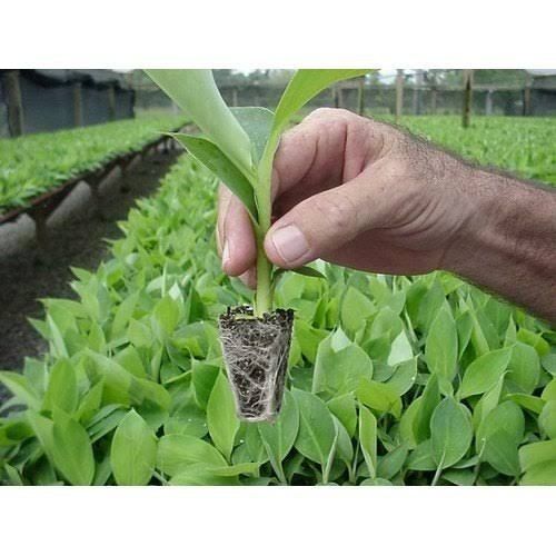 Green Banana Tissue Culture Plants, Naturally Grown, Well Watered, Full Sun Exposure, Fast Growth, A Grade Quality