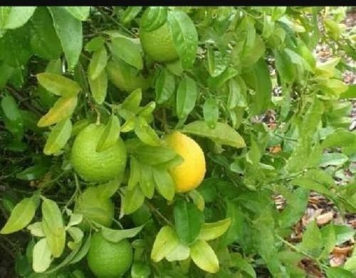 Distinguished Range Of Sweet Lime Fruit Plants Services, Supreme Quality