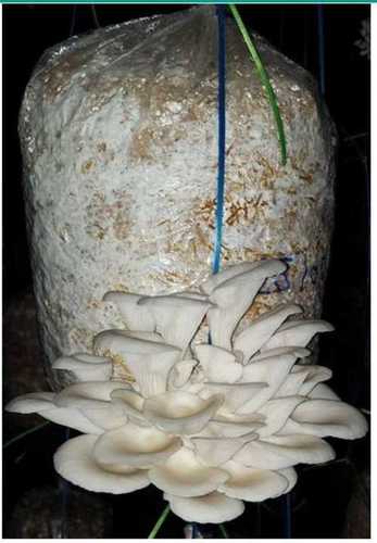 Dried Natural Oyster Mushroom