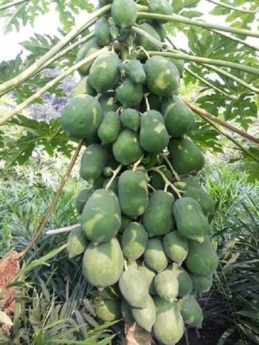 Green Papaya, 100% Pure And Natural, Premium Quality, Good For Health