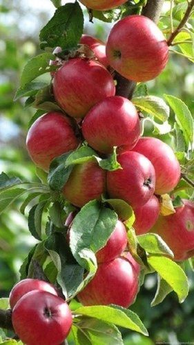 Green & Red Harman 99 Apple Plants, Finely Cultivated, Free From Plant Diseases, Eco Friendly