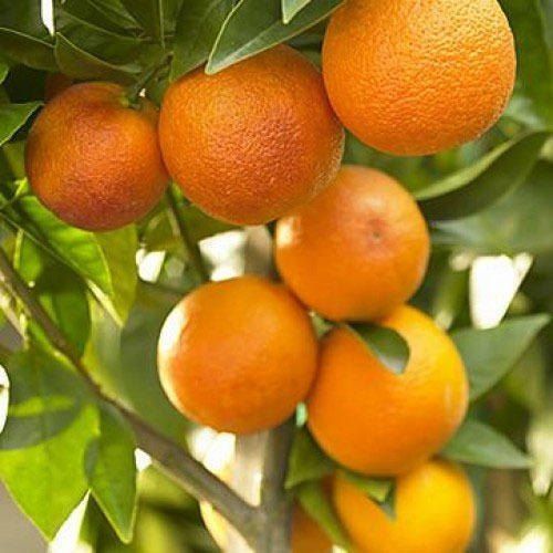 Optimum Quality Range Of Kinnow Fruit Plants Services