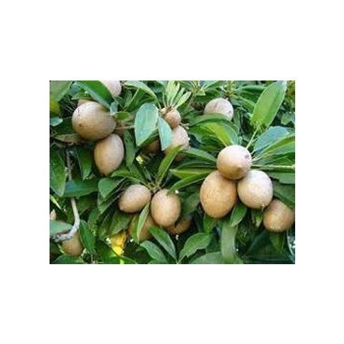 Organic Sapota Fruit Plants, Height : When Fully Grown 16 Ft., Fruits Weight : 100 Gm To 180 Gm