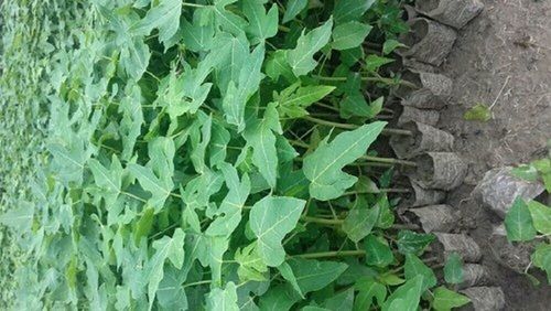 Green Papaya Plant, Naturally Grown, Finely Cultivated, A Grade Quality