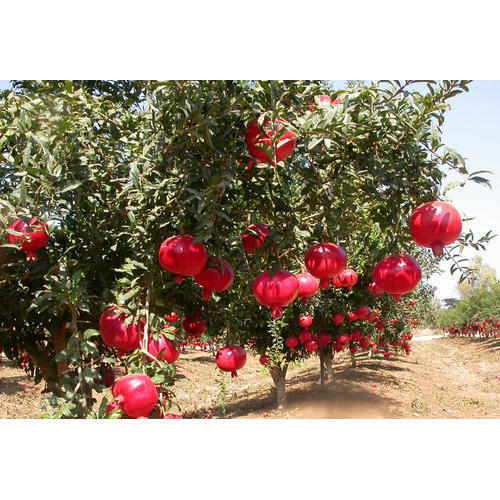 Green Pomegranate Plants, Free From Plant Diseases, Finely Cultivated, Naturally Grown, Supreme Quality