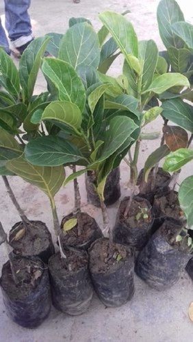 jack fruit plant