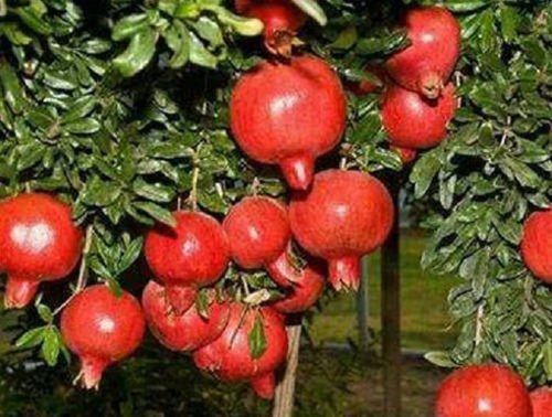 Red Qualitative Range Of Pomegranate Plants Sale Services, Best Quality, Trust Worthy Product